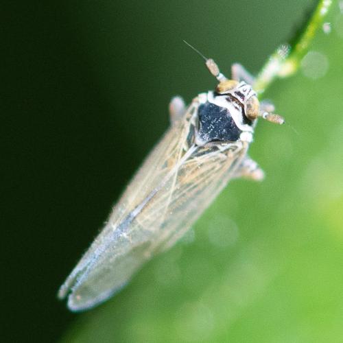 Javesella sp.