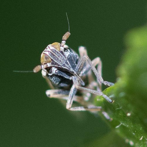 Javesella sp.