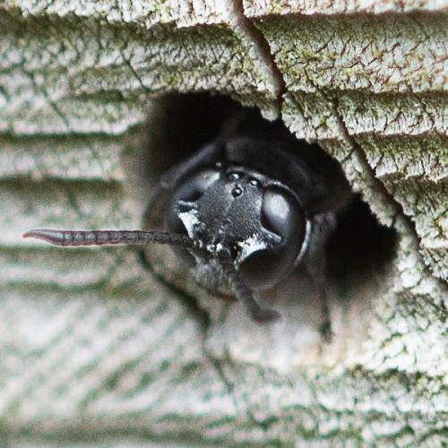 Trypoxylon beaumonti