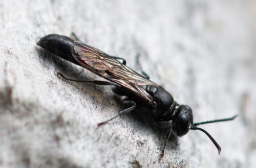 Trypoxylon beaumonti