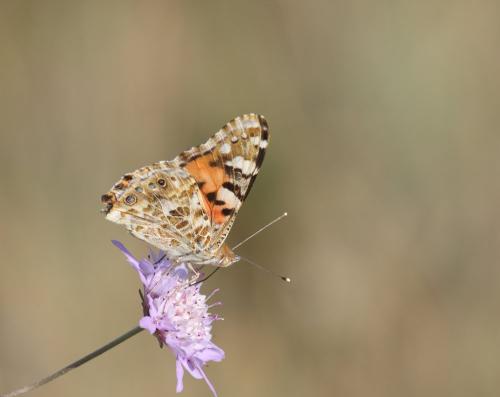 Vanessa cardui