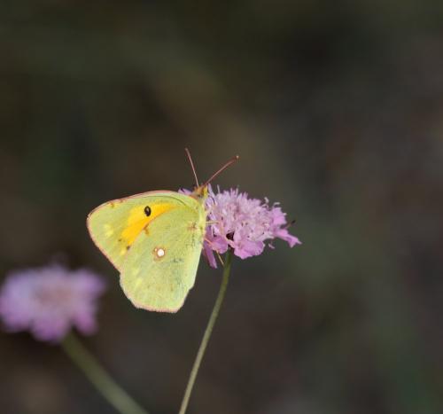 Colias croceus
