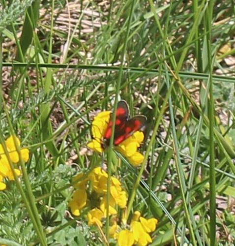Zygaena loti