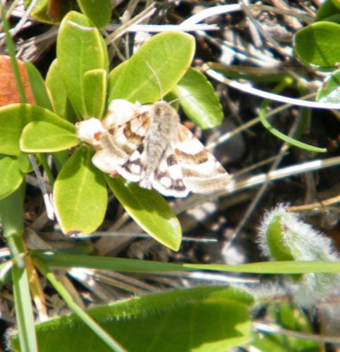 Réf. 305 093 : Heliothis ononis