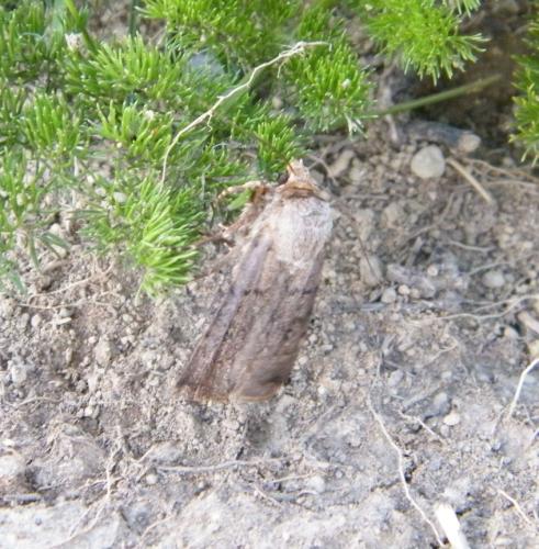 Agrotis sp.