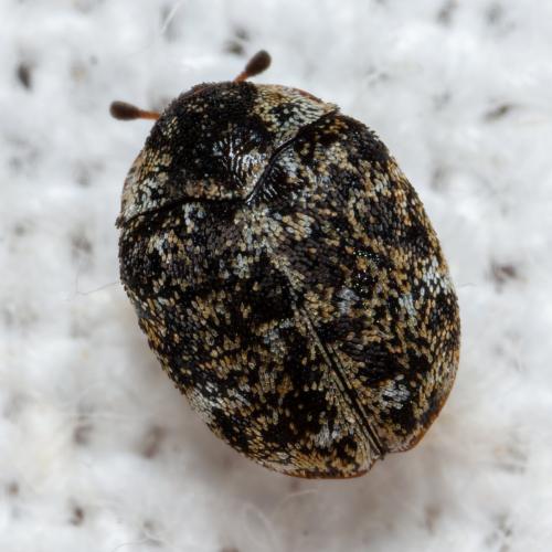 Réf. 305 011 : Anthrenus sp.