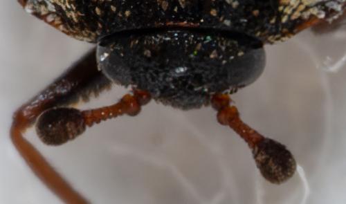 Réf. 305 012 : Anthrenus sp.