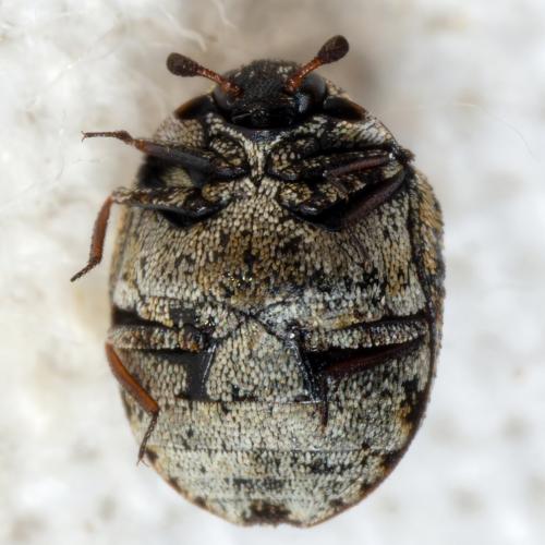 Réf. 305 013 : Anthrenus sp.