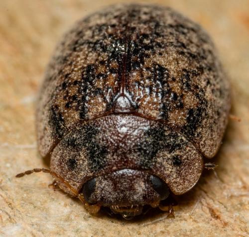 Trachymela sloanei