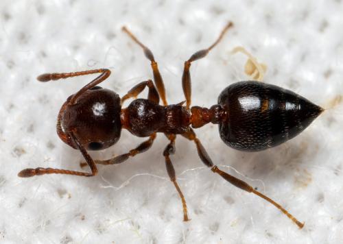 Crematogaster sp.