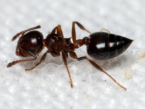Crematogaster sp.