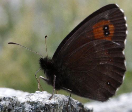 Réf. 305 843 : Erebia euryale