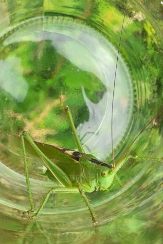 Tettigonia viridissima