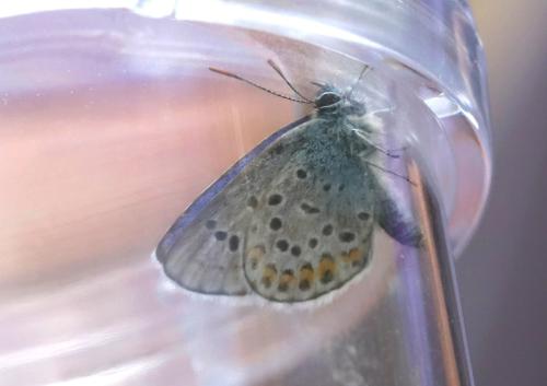 Plebejus sp.