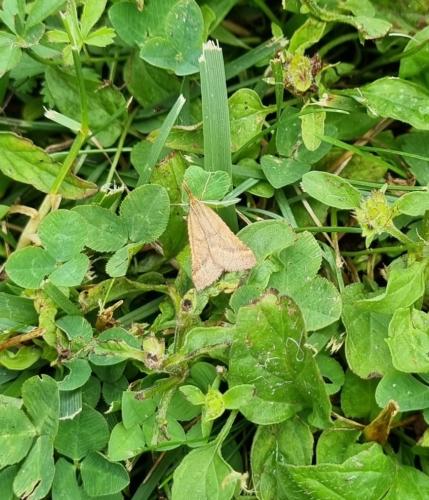 Réf. 305 186 : Synaphe punctalis