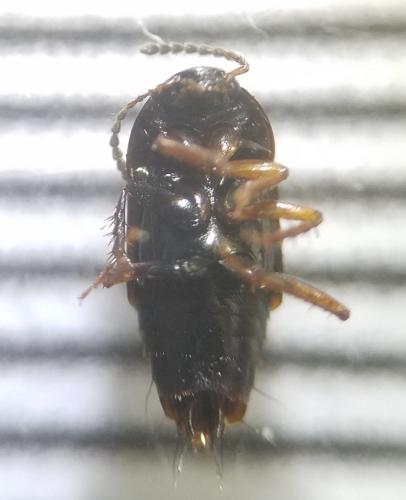 Réf. 305 208 : Tachinus sp.