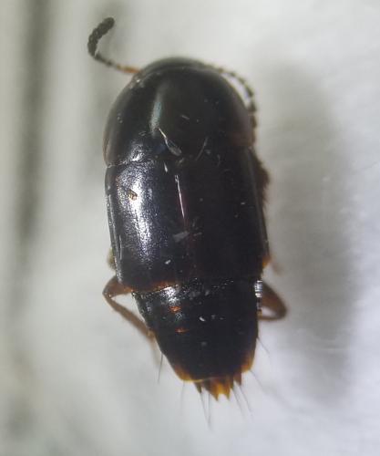 Réf. 305 207 : Tachinus sp.