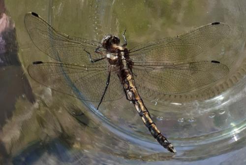 Réf. 305 242 : Orthetrum albistylum