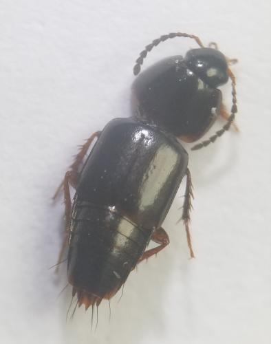 Réf. 305 284 : Tachinus sp.