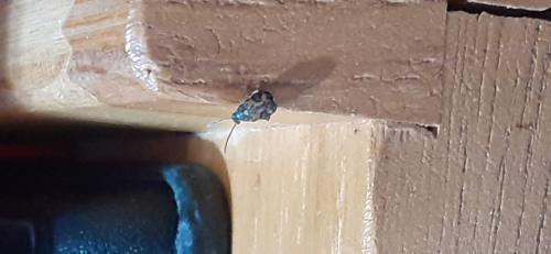 Callosobruchus sp.