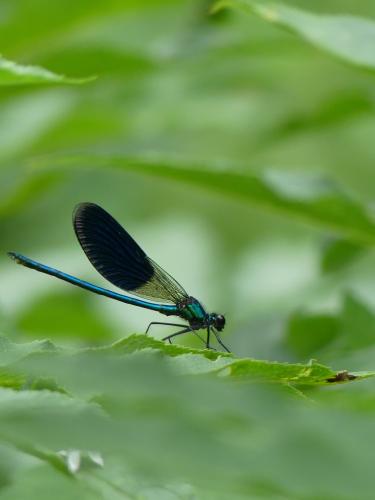 Calopteryx splendens