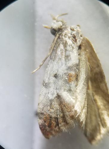 Réf. 305 522 : Cochylis hybridella