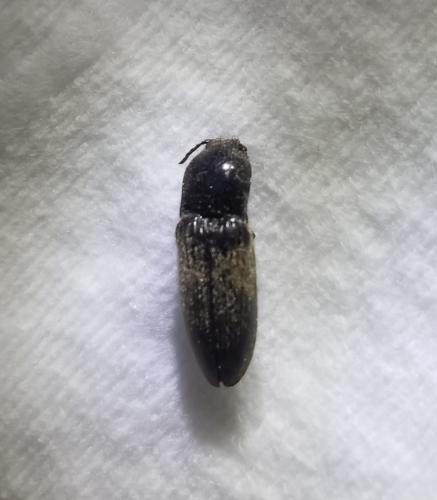 Réf. 305 561 : Hemicrepidius sp.