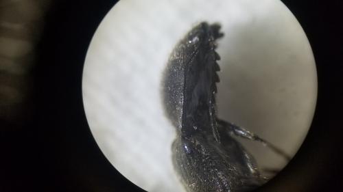 Réf. 305 562 : Hemicrepidius sp.