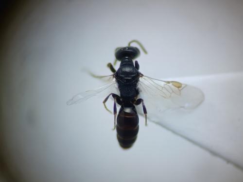 Réf. 305 739 : Ammoplanus kohlii