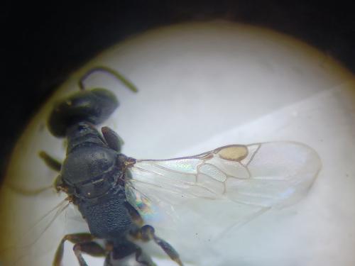 Ammoplanus kohlii