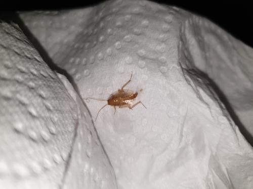 Réf. 305 752 : Ectobius sp.