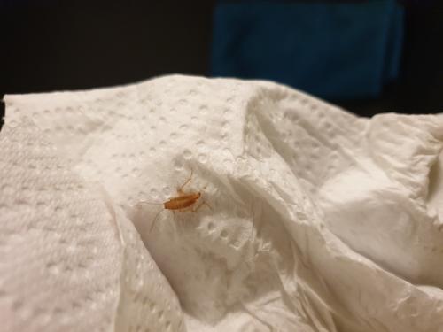 Ectobius sp.