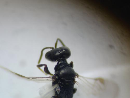 Ammoplanus kohlii