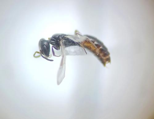 Ammoplanus kohlii