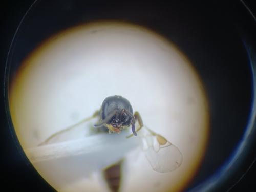 Ammoplanus kohlii