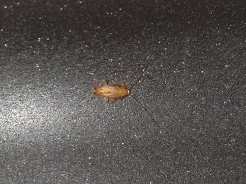 Ectobius sp.