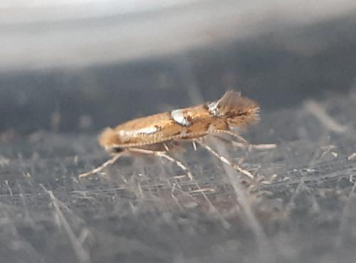 Réf. 305 921 : Phyllonorycter sp.