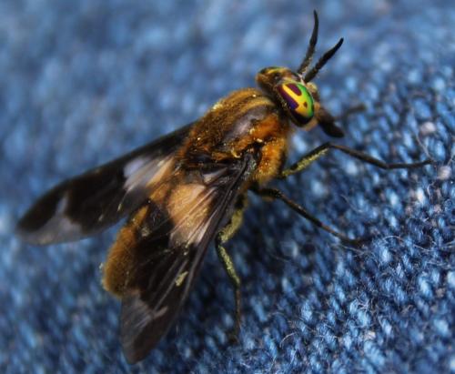Réf. 305 032 : Chrysops caecutiens