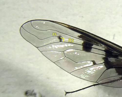 Anthrax trifasciatus