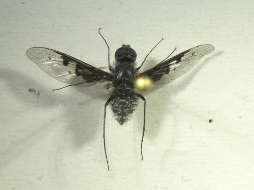 Anthrax trifasciatus