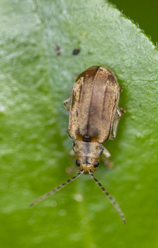 Réf. 305 418 : Pyrrhalta viburni