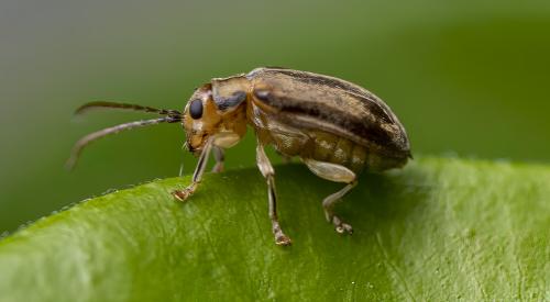 Réf. 305 419 : Pyrrhalta viburni