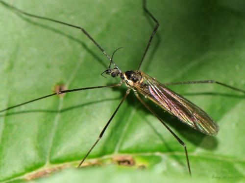 Ellipteroides alboscutellatus