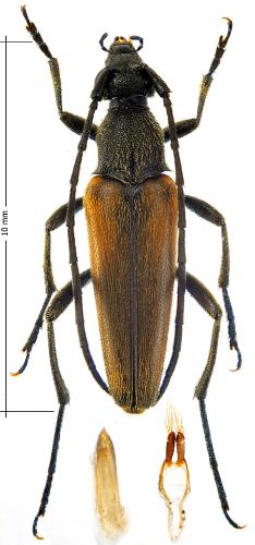 Réf. 305 731 : Stenurella melanura