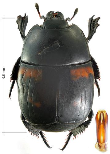 Hister quadrimaculatus