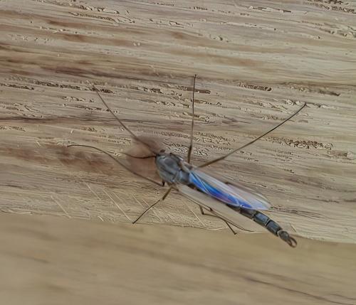 Réf. 305 294 : Chironomini inconnu