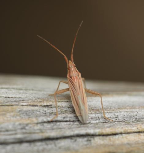 Stenodema trispinosa