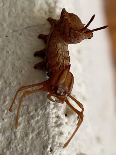Stauropus fagi