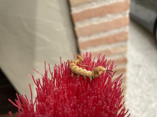 Stauropus fagi