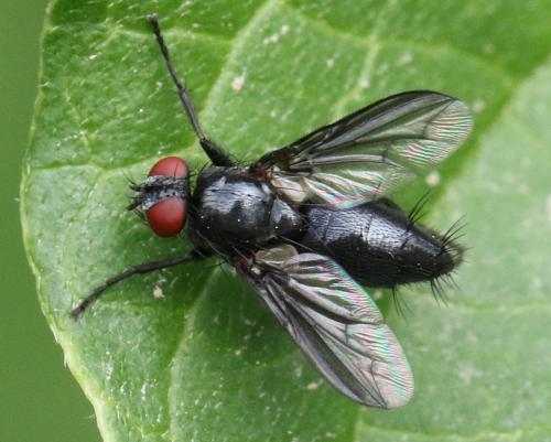 Réf. 305 398 : Nyctia halterata